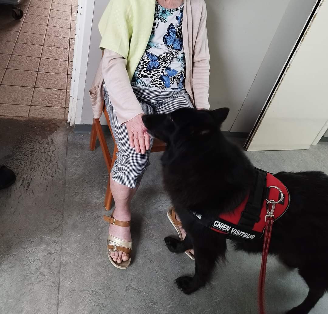 Nos Bergers Belges Groenendael chiens visiteurs en Ehpad