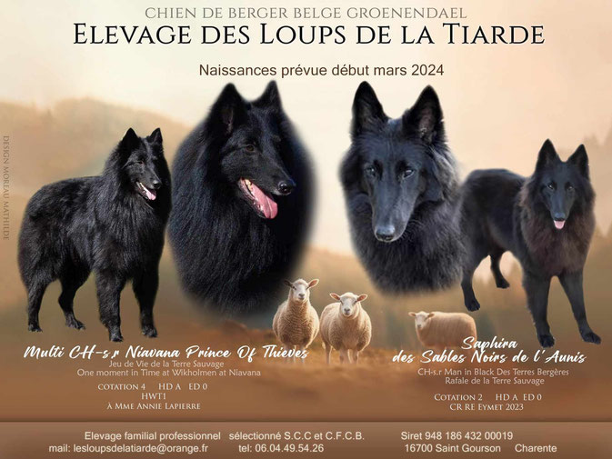 élevage bergers belges, Tervueren, Groenendael, chiots bergers belges, élevage familial, Nouvelle-Aquitaine, chiens actifs, agility chiens