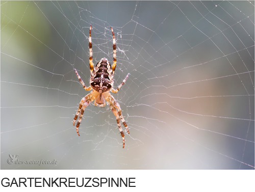 Gartenkreuzspinne Bilder, Fotos, Spinnentiere