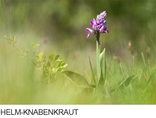 Helm-Knabenkraut, Bilder, Fotos, Orchidee