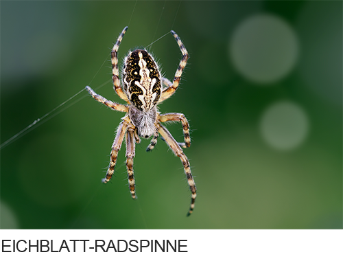 Eichblatt-Radspinne, Biulder, Fotos, Spinnentiere