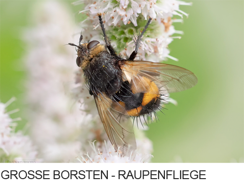Große Borsten-Raupenfliege, Bilder, Fotos, Fliegen, Insekten