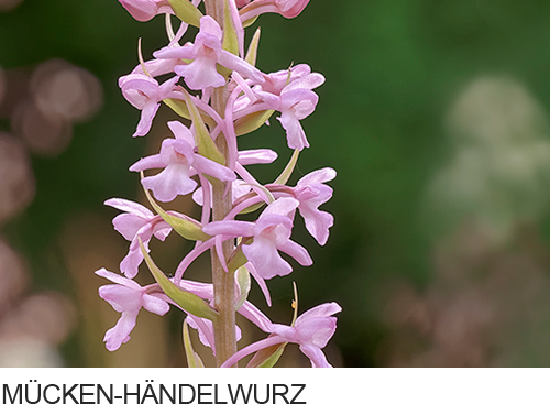 Mücken-Händelwurz, Langsporn-Händelwurz, Fliegen-Händelwurz, Große Händelwurz, Orchidee Bilder, fotos