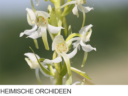 Heimische Orchideen, Fotogalerie, Bilder, Fotos