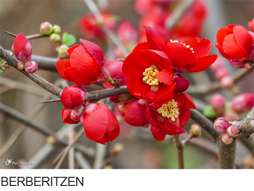 Berberitze Bilder, Fotos, Gartenpflanzen, Zierpflanzen, Gehölz