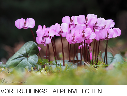 Vorfrühlings Alpenveilchen Bilder, Fotos