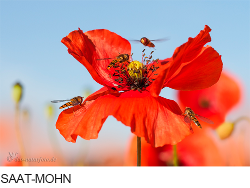 Saat-Mohn Bilder, Fotos, Mohn