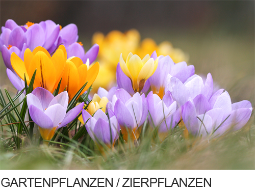 Gartenpflanzen, Zierpflanzen,  Fotogalerie, Bilder, Fotos