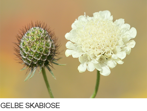 Gelbe Skabiose, Bilder, Fotos, Skabiose, Trockenrasen