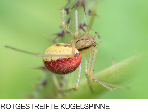 Rotgestreifte Kugelspinne, Bilder, Fotos, Spinnentiere