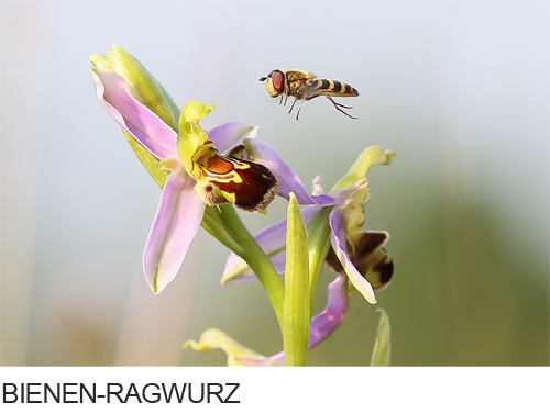 Bienen-Ragwurz Bilder, Fotos, Orchideen,