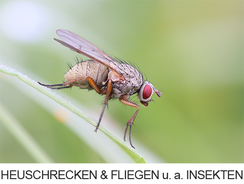 Bilder, Fotos Heuschrecken, Fliegen und andere Insekten