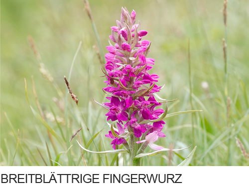 Breitblättrige Fingerwurz, Orchidee, Knabenkraut, Bilder, Fotos