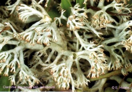 Cladonia arbuscula (Wallr.) Flot. - Rote Liste 4
