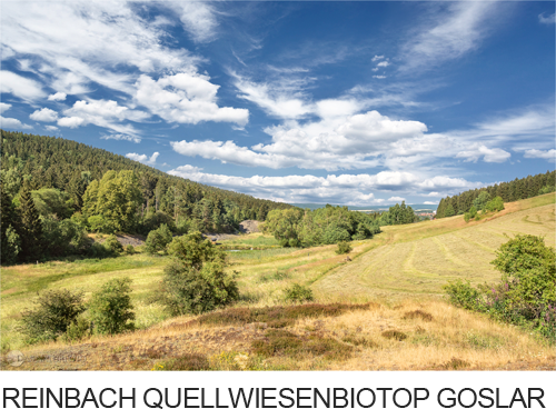 Reinbach-Quellwiesenbiotop bei Goslar/Nordberg Bilder, Fotos, Videos