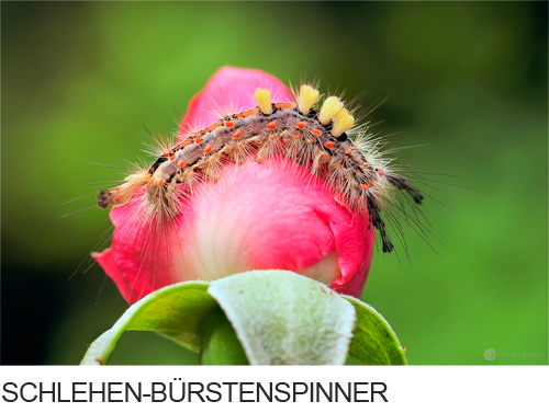 Schlehen-Bürstenspinner Bilder, Fotos, Schmetterling      