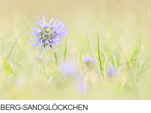 Berg-Sandglöckchen Bilder, Fotos, Trockenrasen