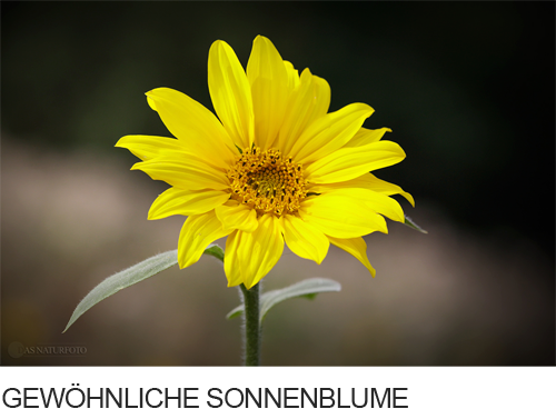 Gewöhnliche Sonnenblume Bilder, Fotos, Sonnenblume