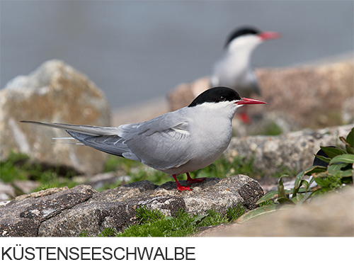 Bilder, Fotos Küstenseeschwalbe