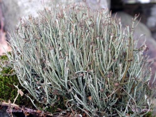 Cladonia gracilis (L.) Willd. - Rote Liste 3