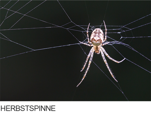 Herbstspinne Bilder, Fotos, Spinnentiere