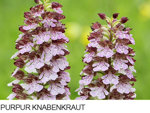 Purpur Knabenkraut, Bilder, Fotos, Orchideen,