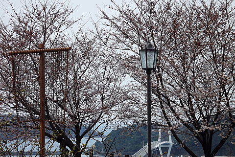 桜と街燈