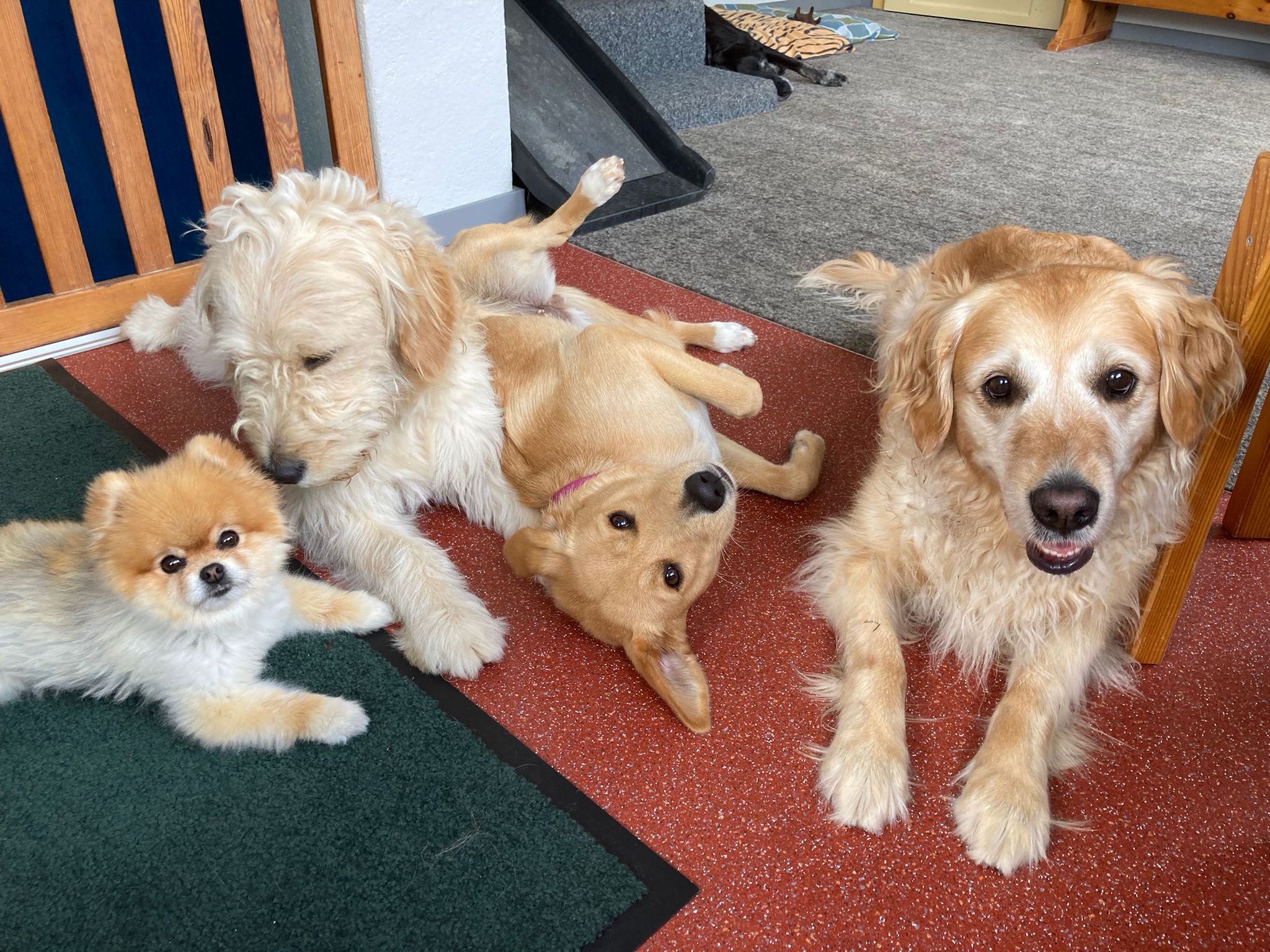 Blondies unter sich