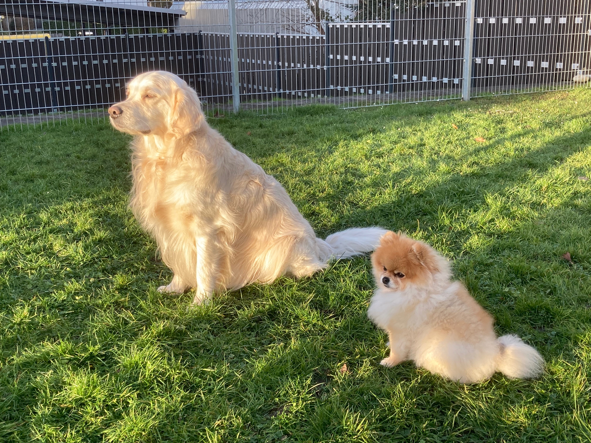 Sonnenhunde