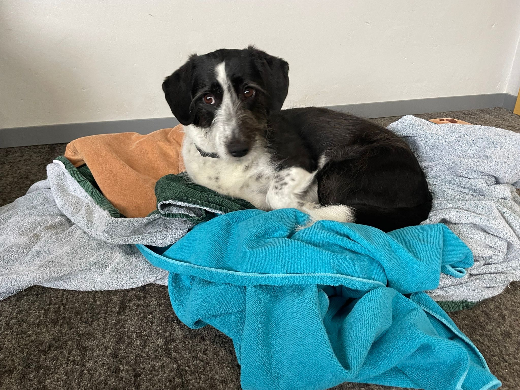 das Bett war viel zu ordentlich