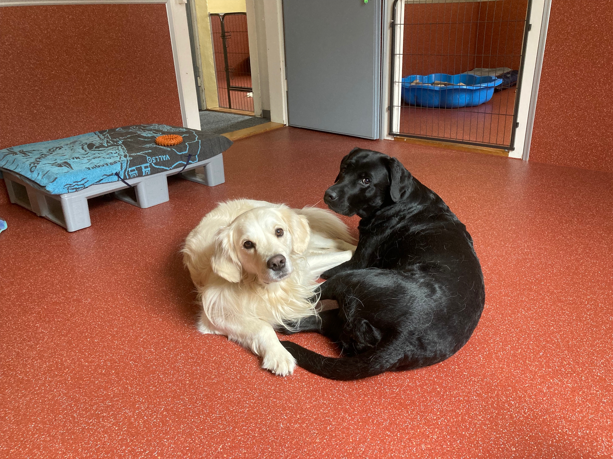 yin und yang