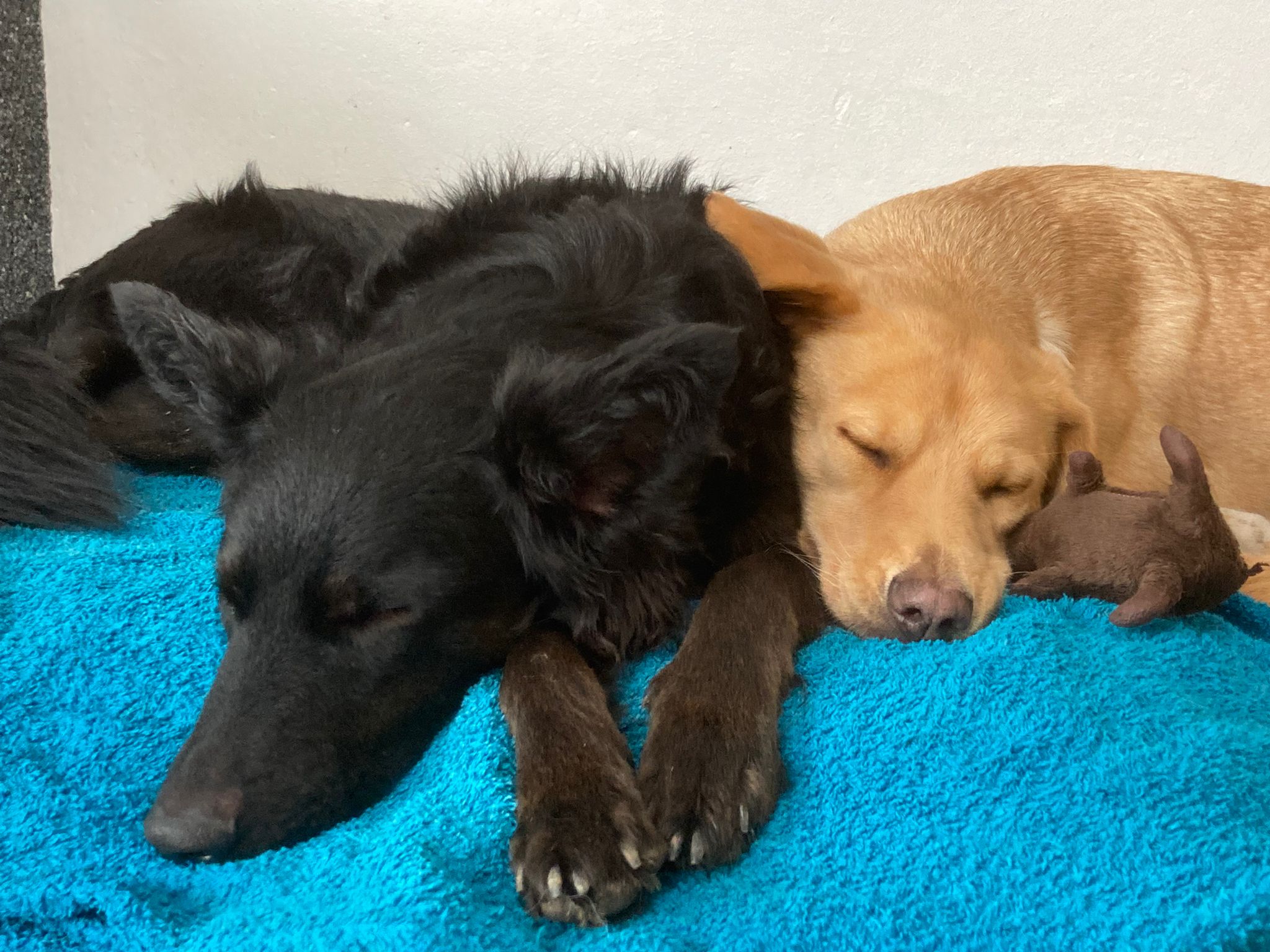 kuscheln ist schön