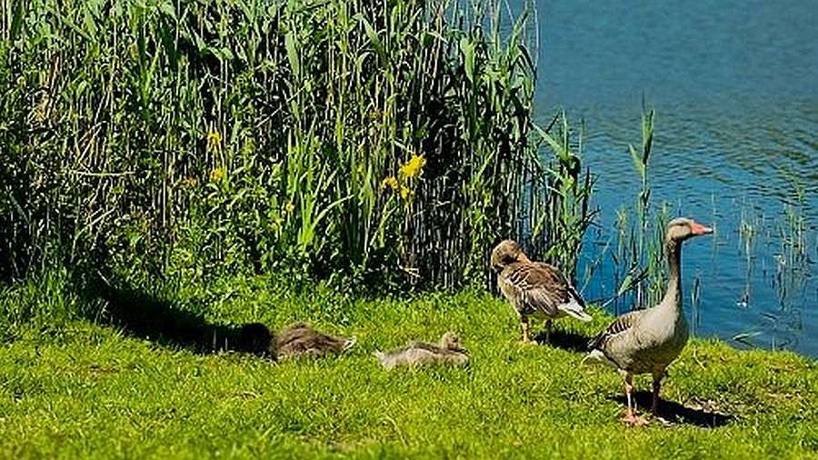 Ornithologische Wanderung um den Crivitzer See
