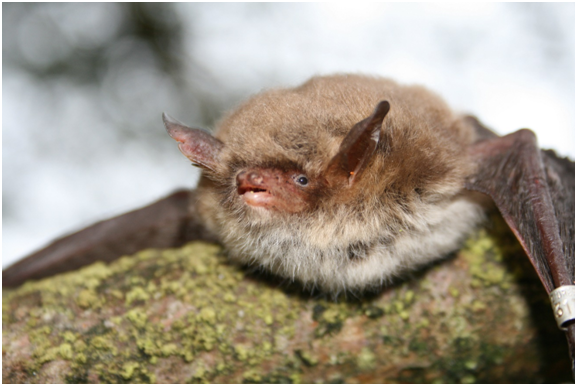 Beringte Fransenfledermaus