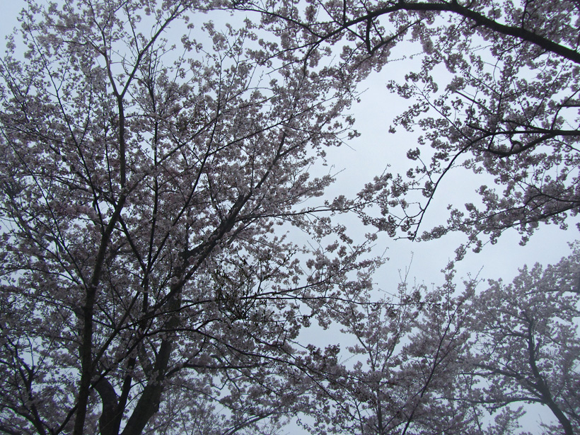 雨の紫雲出山