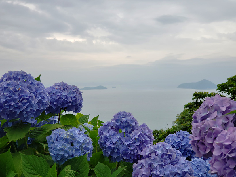 香川県 三豊市 紫陽花と瀬戸内海の絶景を満喫 紫雲出山レポート 18 6 10 夫婦温泉二人旅 温泉大好き夫婦の美味しい食事と温泉のブログです 香川県 三豊市 紫陽花と瀬戸内海の絶景を満喫 紫雲出山レポート 18 6 10 夫婦温泉二人旅 温泉大好き夫婦の美味しい食事と温泉のブログです