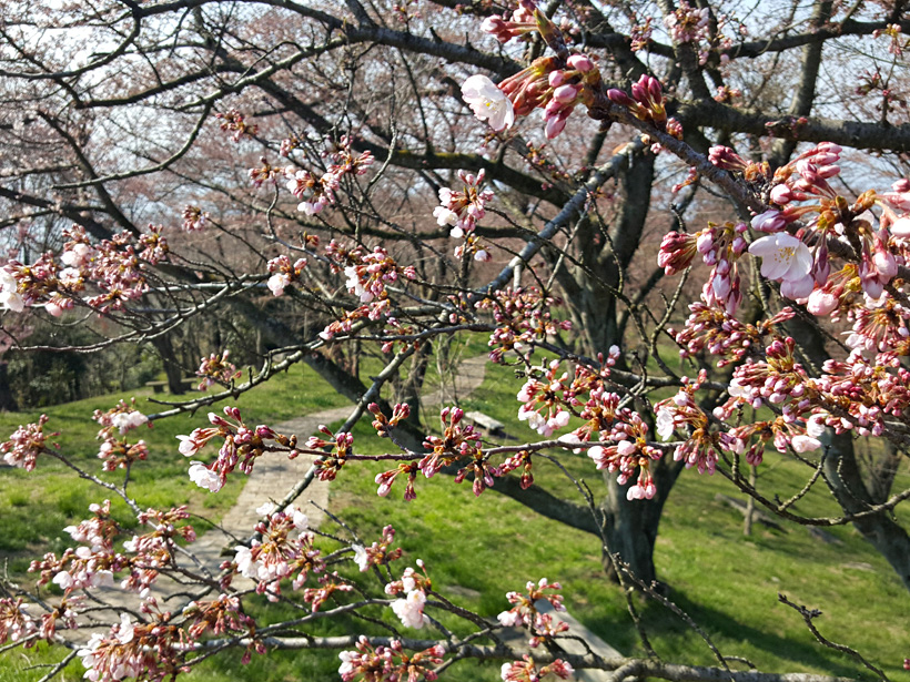 桜は咲き始め