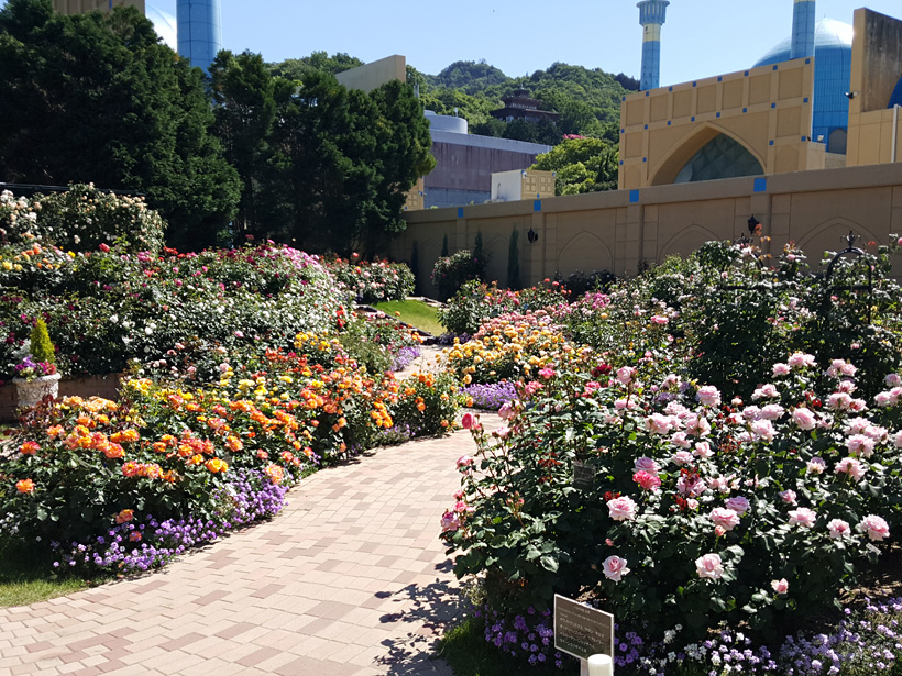 モスクと薔薇の庭