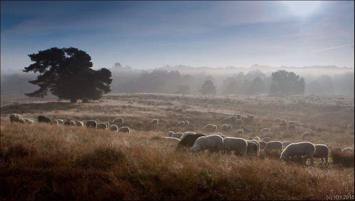 Bild 9 - Westruper Heide