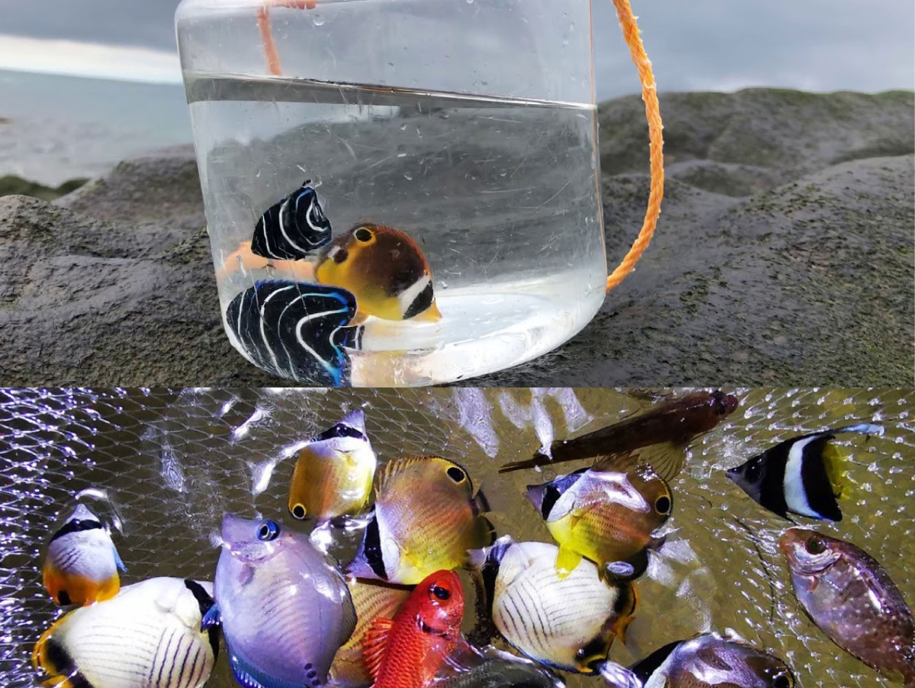 悲しい運命を辿る魚たちがいる！＜死滅回遊魚＞