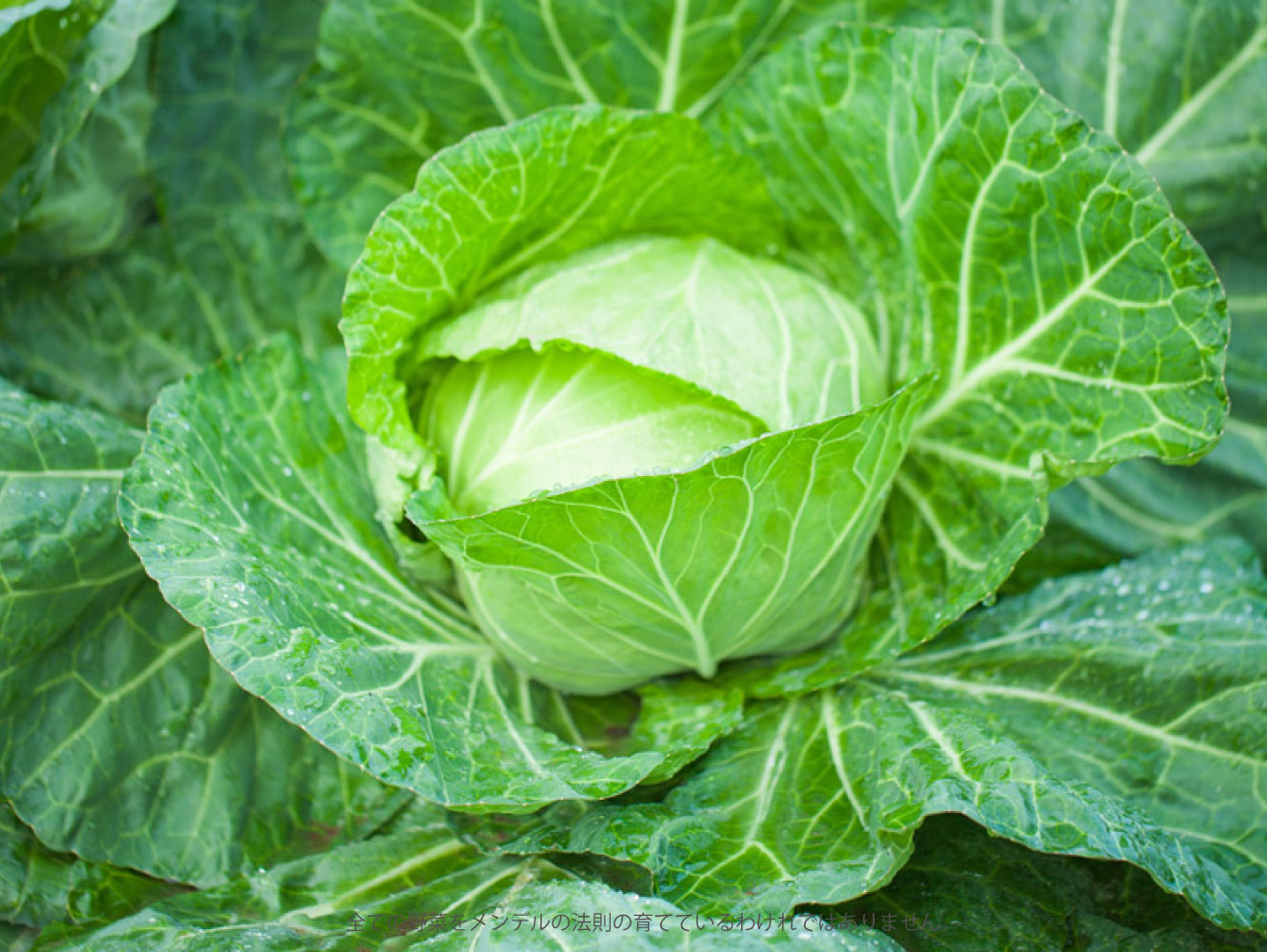 お金がないと食べ物も育てられない？