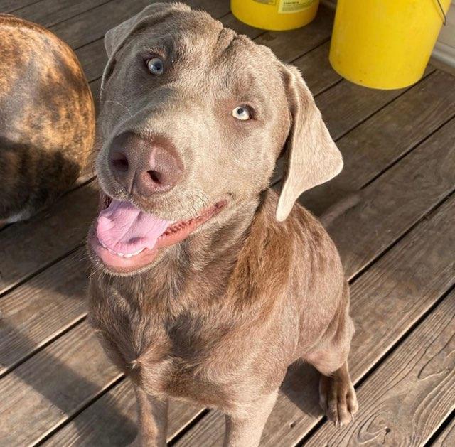 We Also Breed The Other Rare & Unique Purebred Labrador Colors calizonalabs