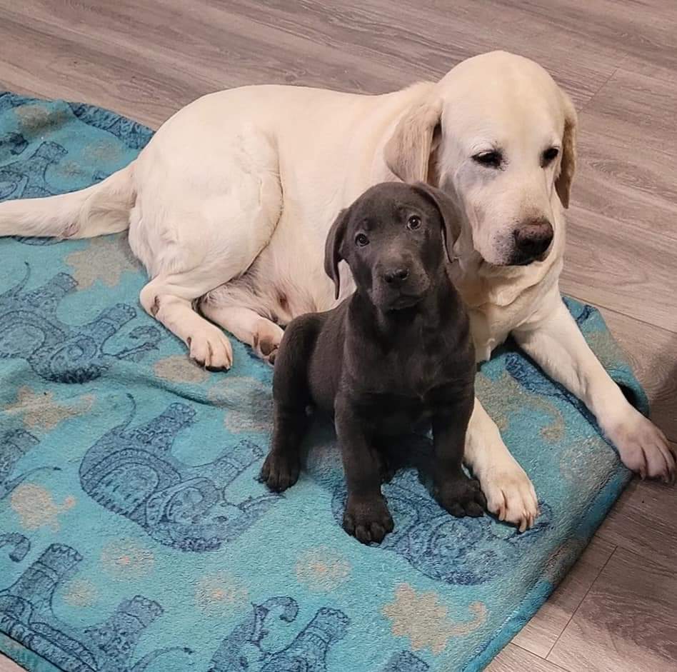 We Also Breed The Other Rare & Unique Purebred Labrador Colors calizonalabs
