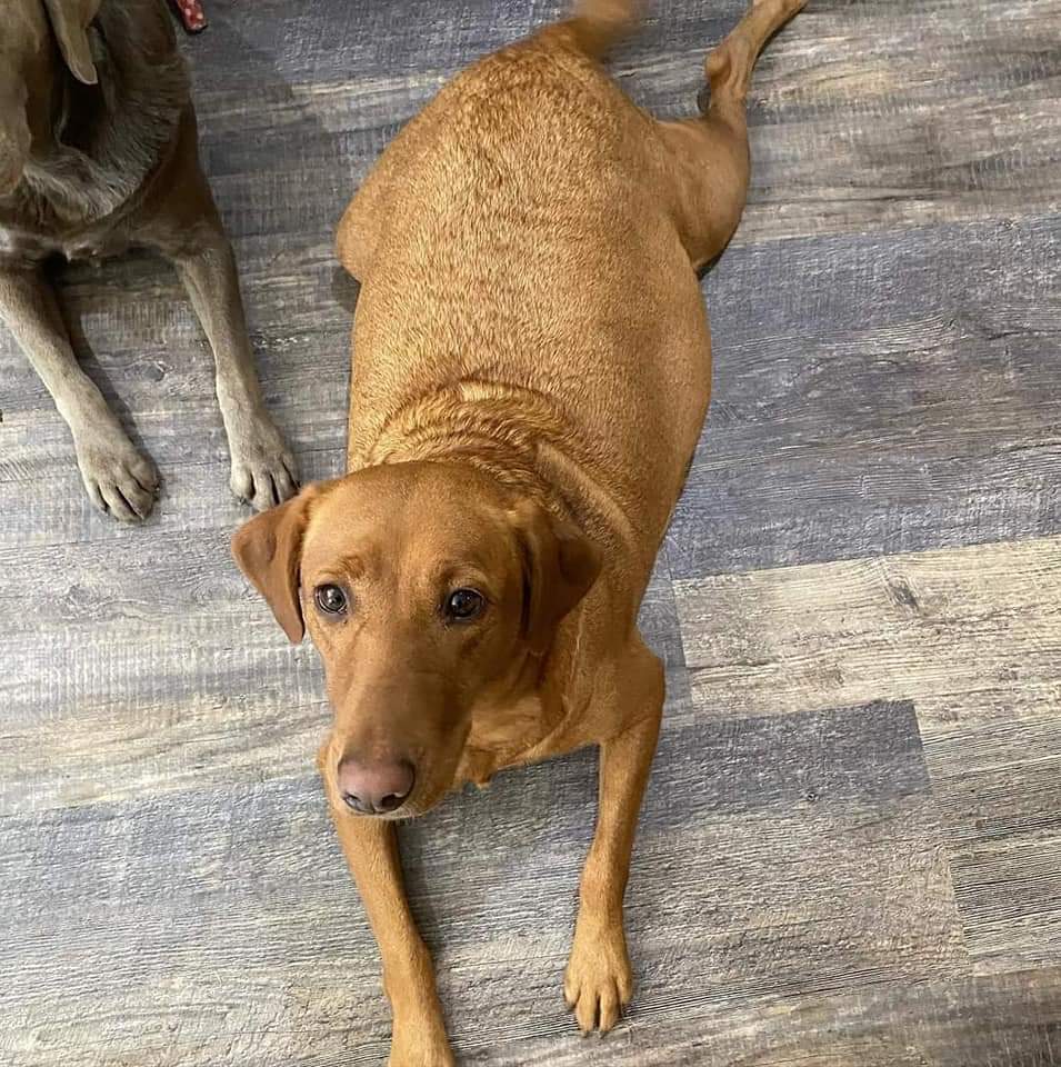 We Also Breed The Other Rare & Unique Purebred Labrador Colors calizonalabs