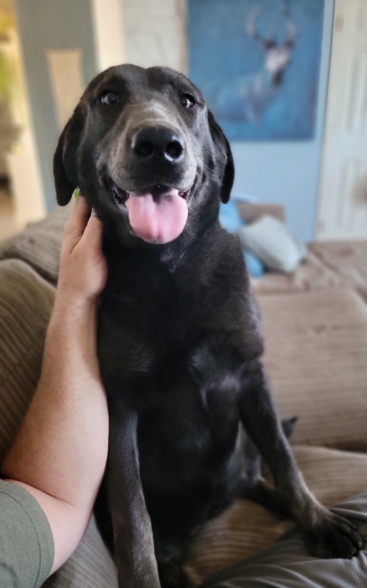 We Also Breed The Other Rare & Unique Purebred Labrador Colors calizonalabs