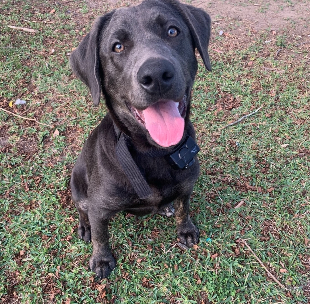 We Also Breed The Other Rare & Unique Purebred Labrador Colors calizonalabs