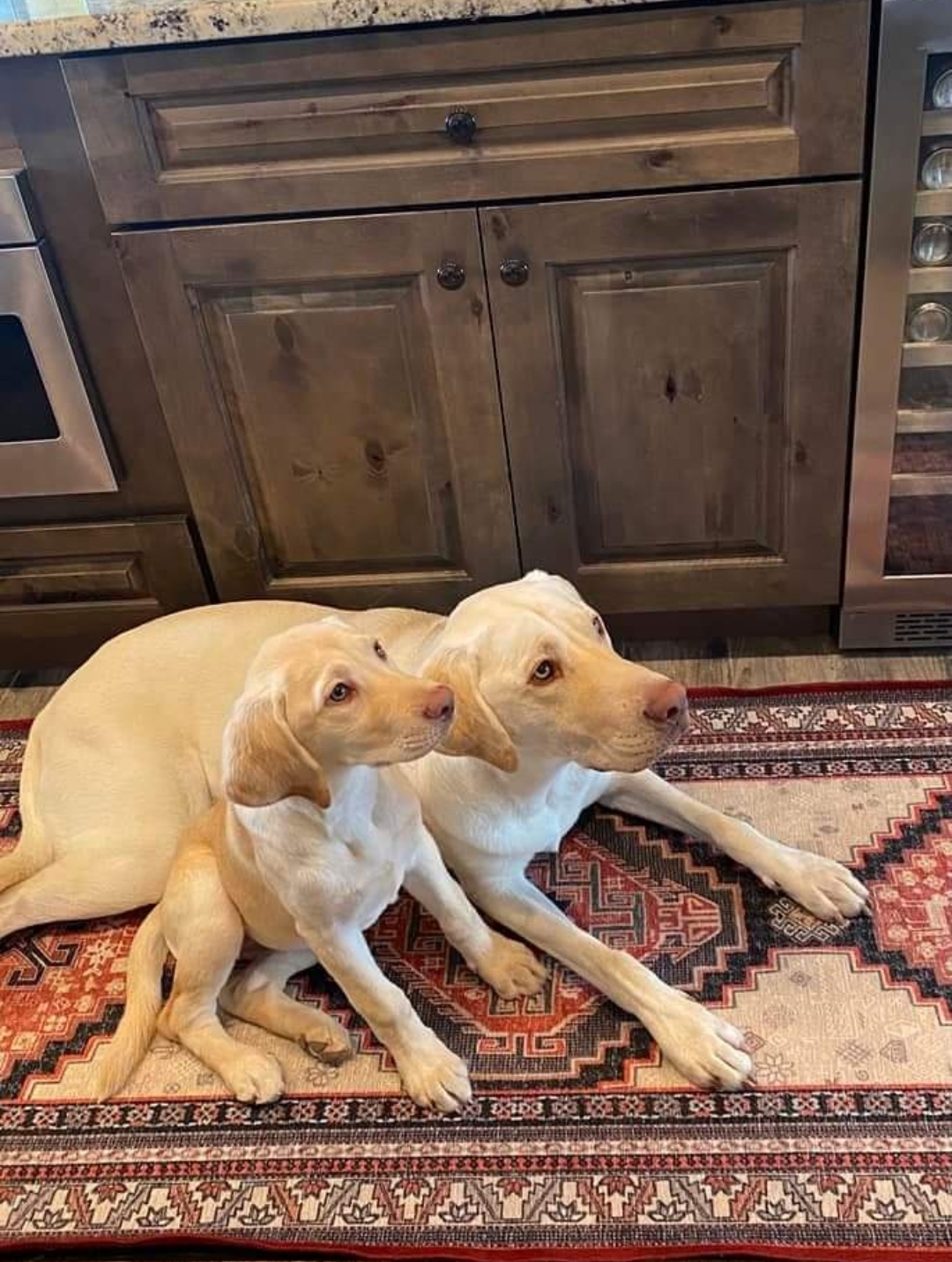 We Also Breed The Other Rare & Unique Purebred Labrador Colors calizonalabs
