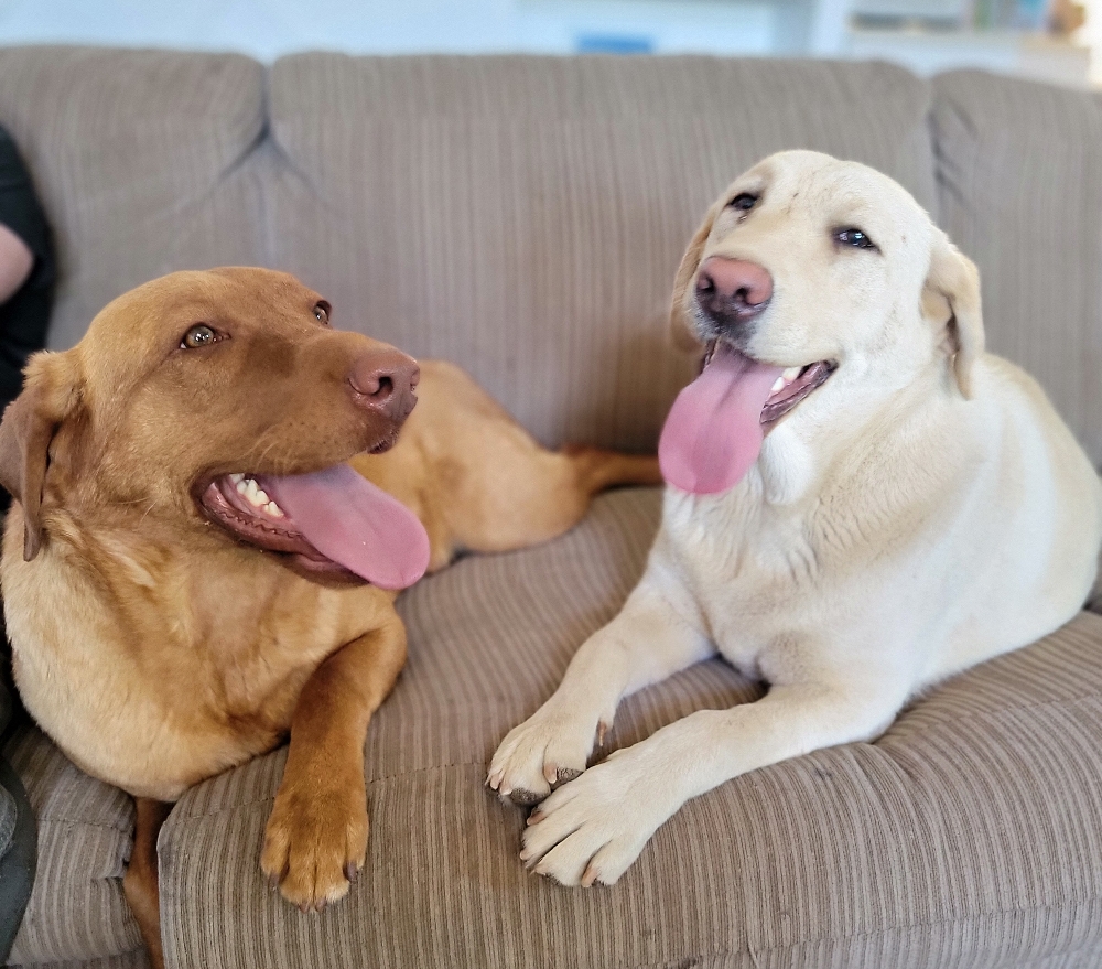 We Also Breed The Other Rare & Unique Purebred Labrador Colors calizonalabs