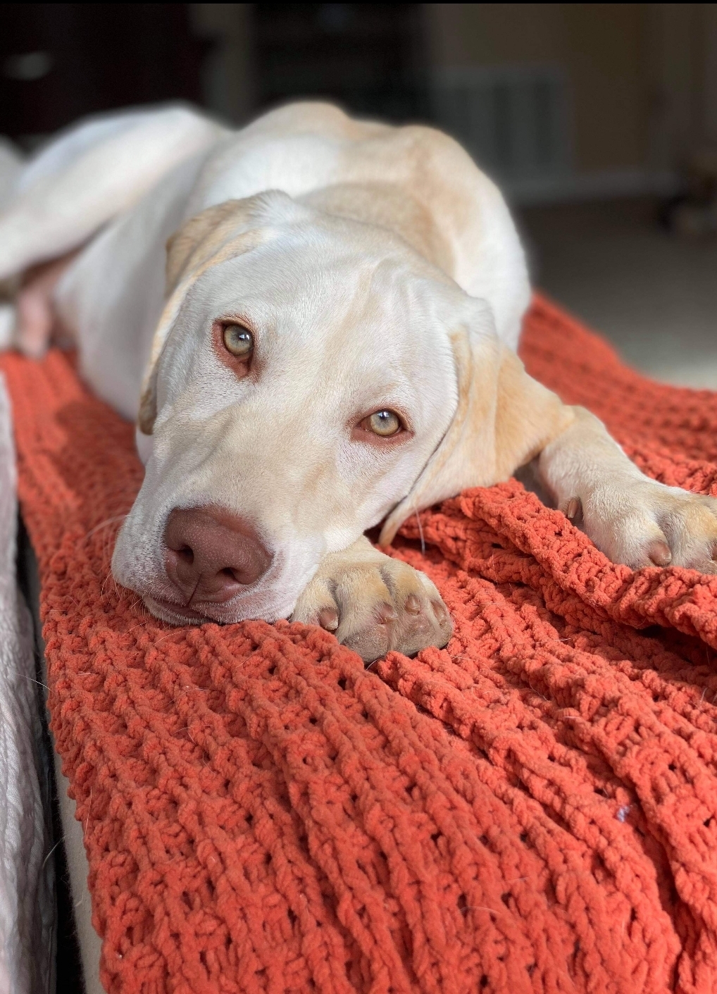 We Also Breed The Other Rare & Unique Purebred Labrador Colors calizonalabs