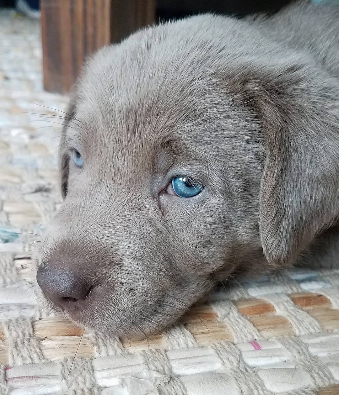 We Also Breed The Other Rare & Unique Purebred Labrador Colors calizonalabs